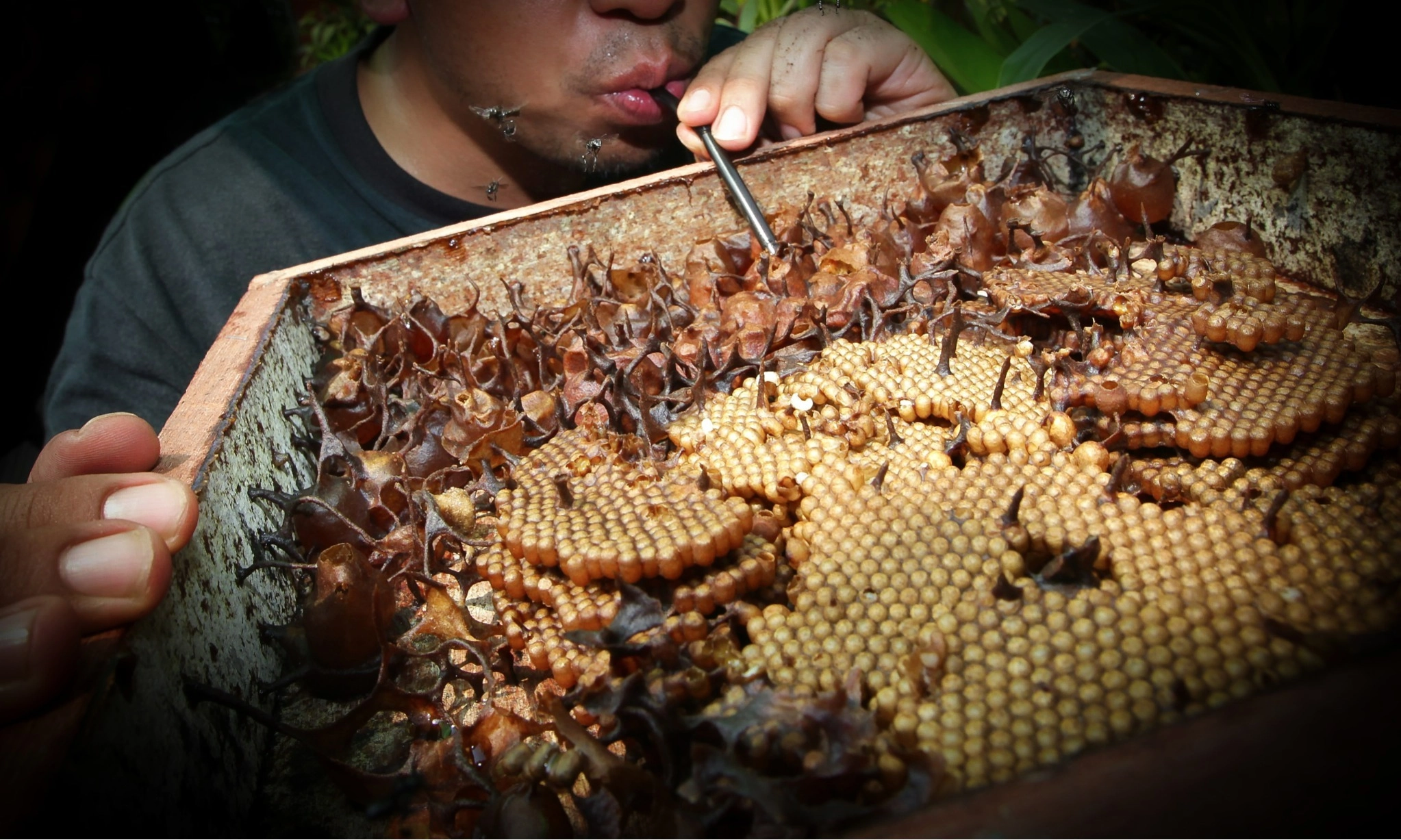 <p>Menilik Peran Lebah Dalam Pertanian Dan Menjaga Keanekaragaman Hayati</p>