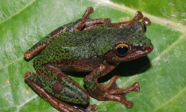 <p>Spesies Baru Katak Pohon Endemik Sulawesi, Rhacophorus Boeadii</p>