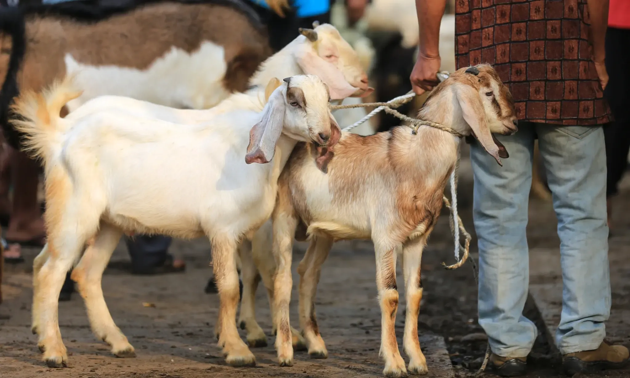 <p id="isPasted">Dianggap Bau, Daging Kambing Ternyata Salah Satu Yang Paling Sehat</p>