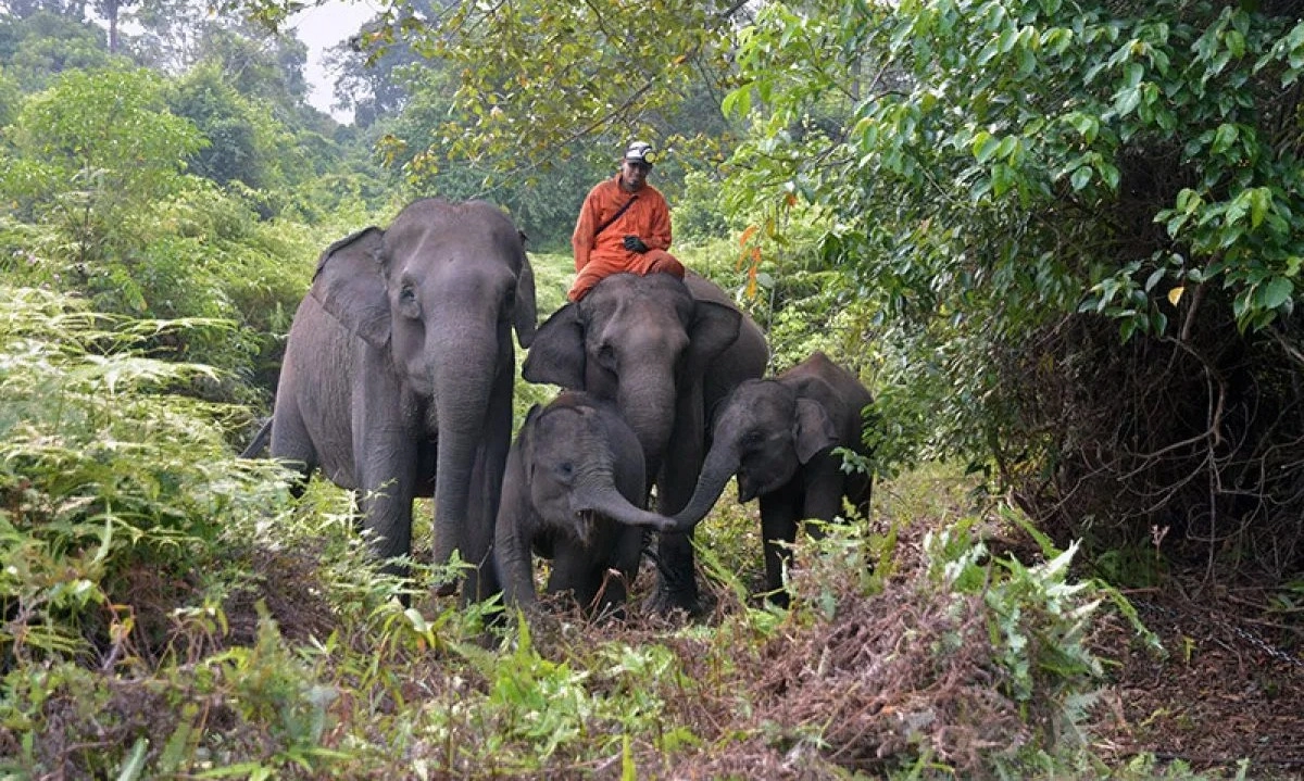 <p>Satgas Segel 81 Ribu Ha Lahan di Taman Nasional Tesso Nilo</p>