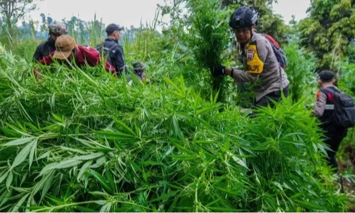 <p>BNN: Peluang Penelitian Ganja Bukan Upaya Legalisasi</p>