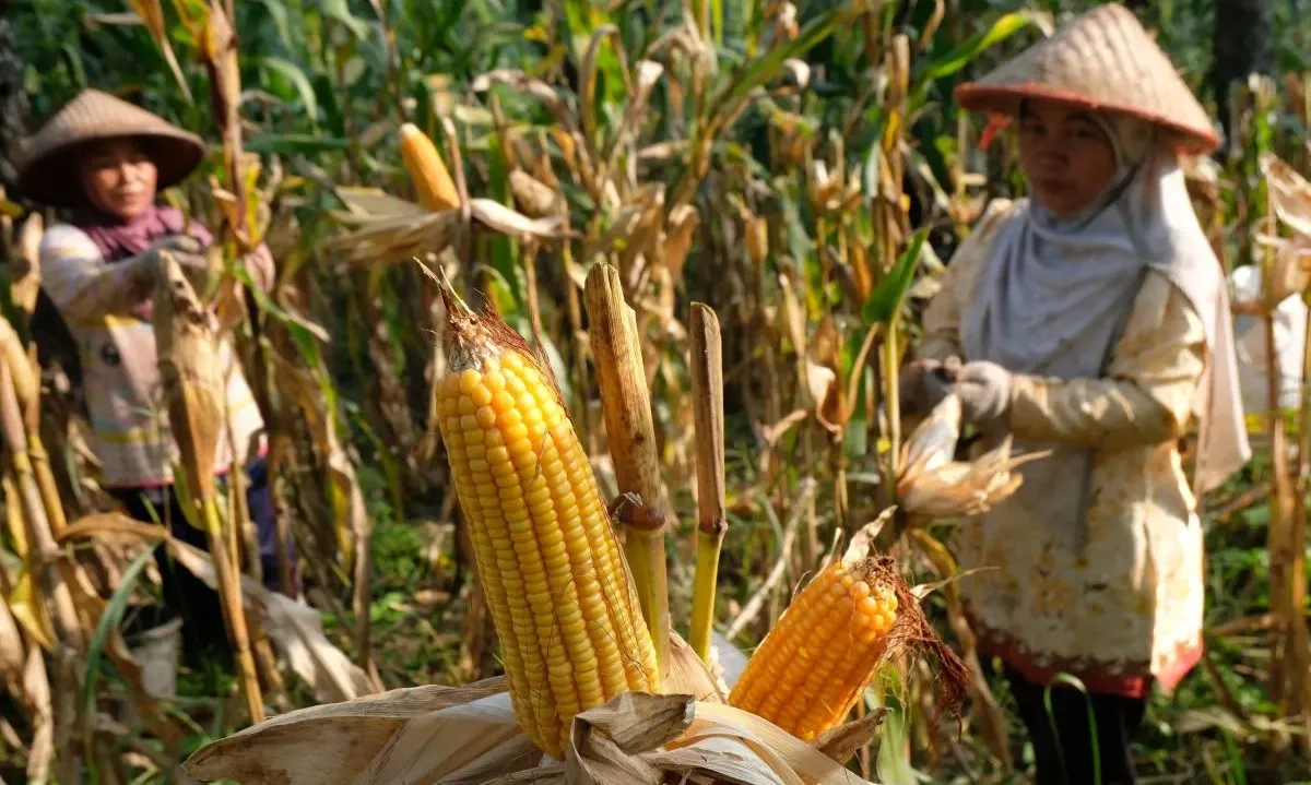 <p>Target Serap 1 Juta Ton Jagung Lokal, Pemerintah Terbitkan Inpres 10/2025</p>