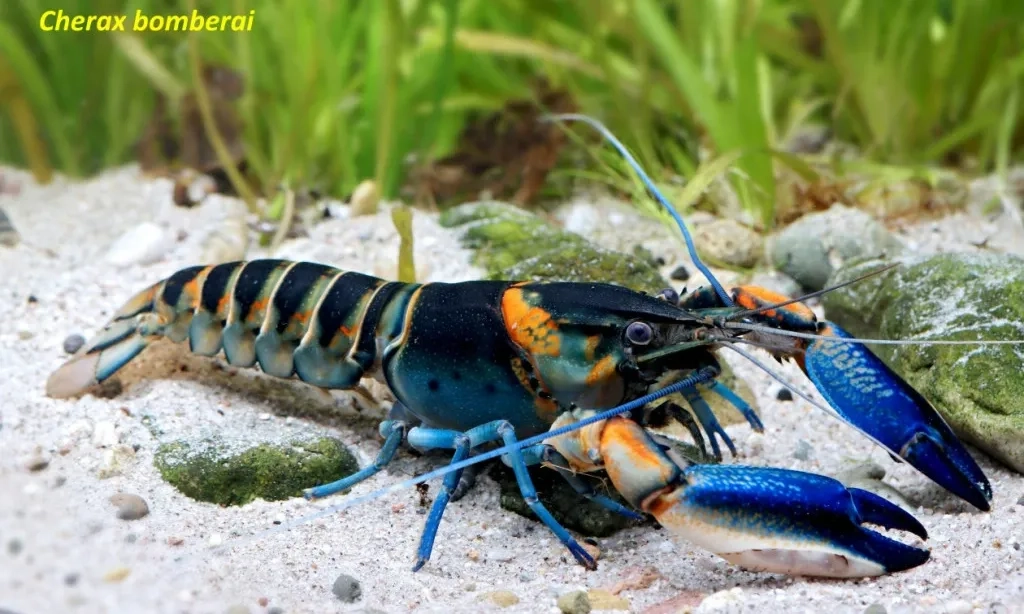 <p>Peneliti UGM Identifikasi 7 Spesies Baru Lobster Air Tawar Di Papua Barat</p>