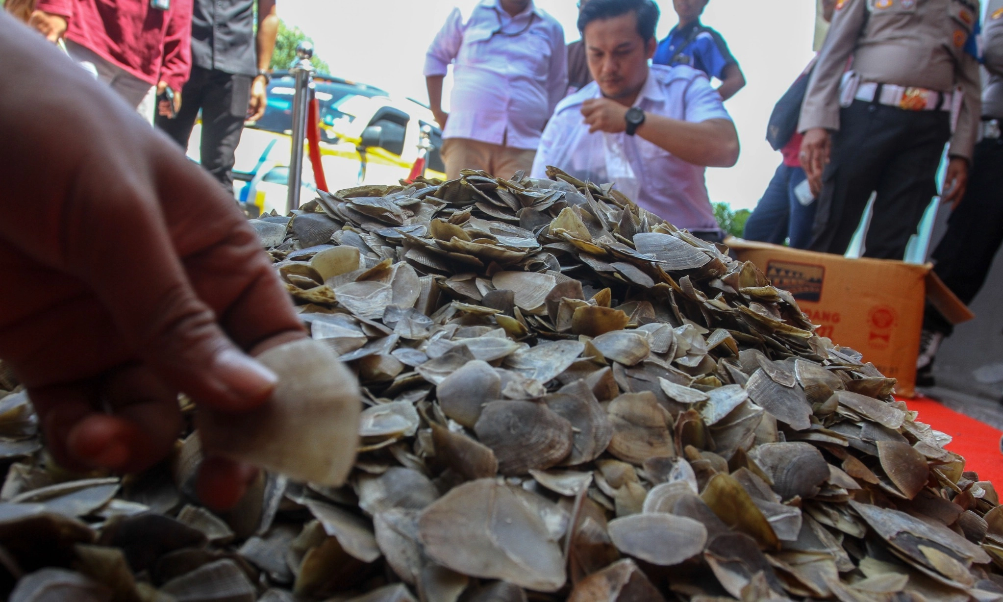 <p>Jual Tubuh Satwa Dilindungi, Dua Warga Aceh Diganjar 6 Tahun Penjara&nbsp;</p>