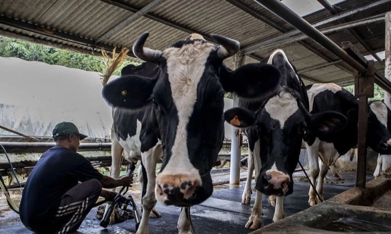 <p>Sambut Baik Hapus Kuota Impor Sapi, Peternak Optimis Genjot Produksi Susu</p>