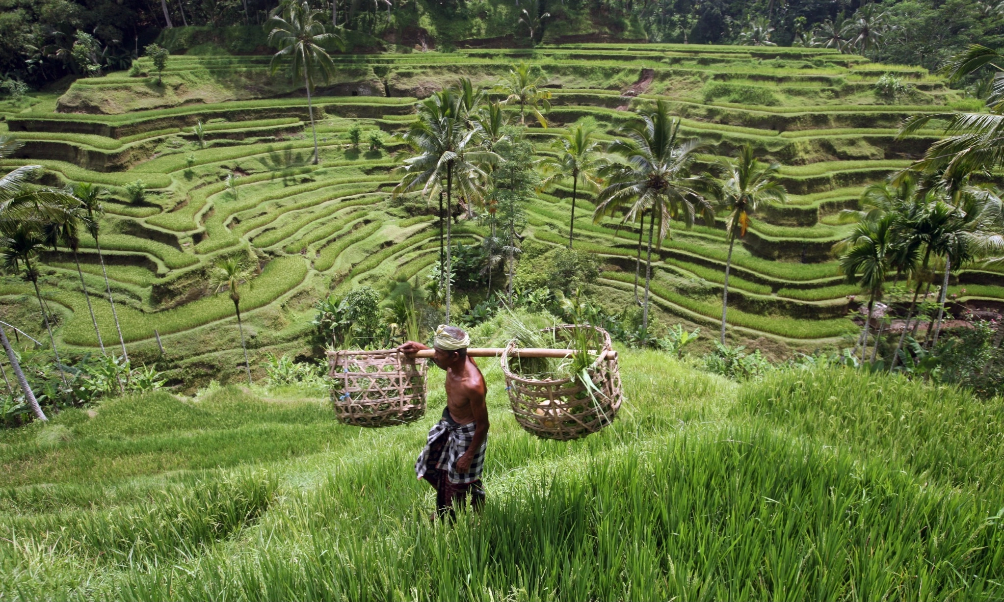 <p>A Local Immersion, Paket Wisata Jelajah Budaya Lokal Dan Alam Ubud Bali</p>
