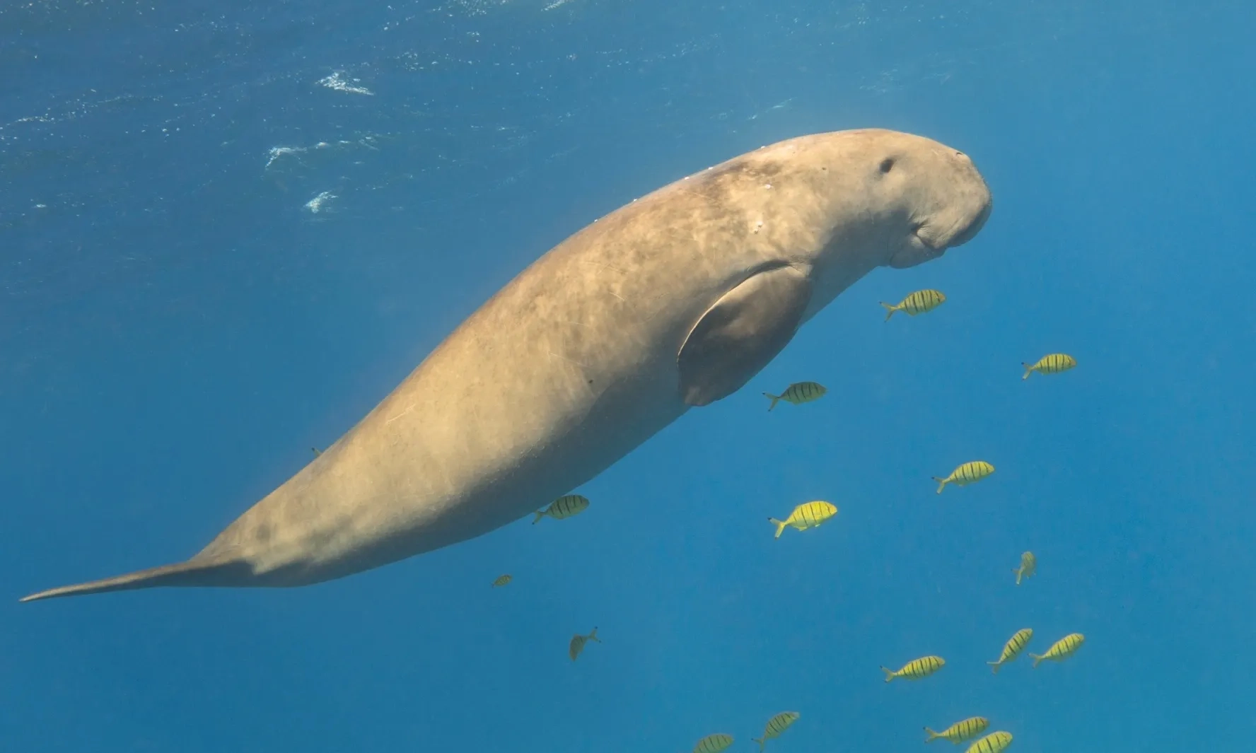 <p id="isPasted">Dugong, Mamalia Laut Yang Punya Peran Penting Jaga Keseimbangan Iklim</p>