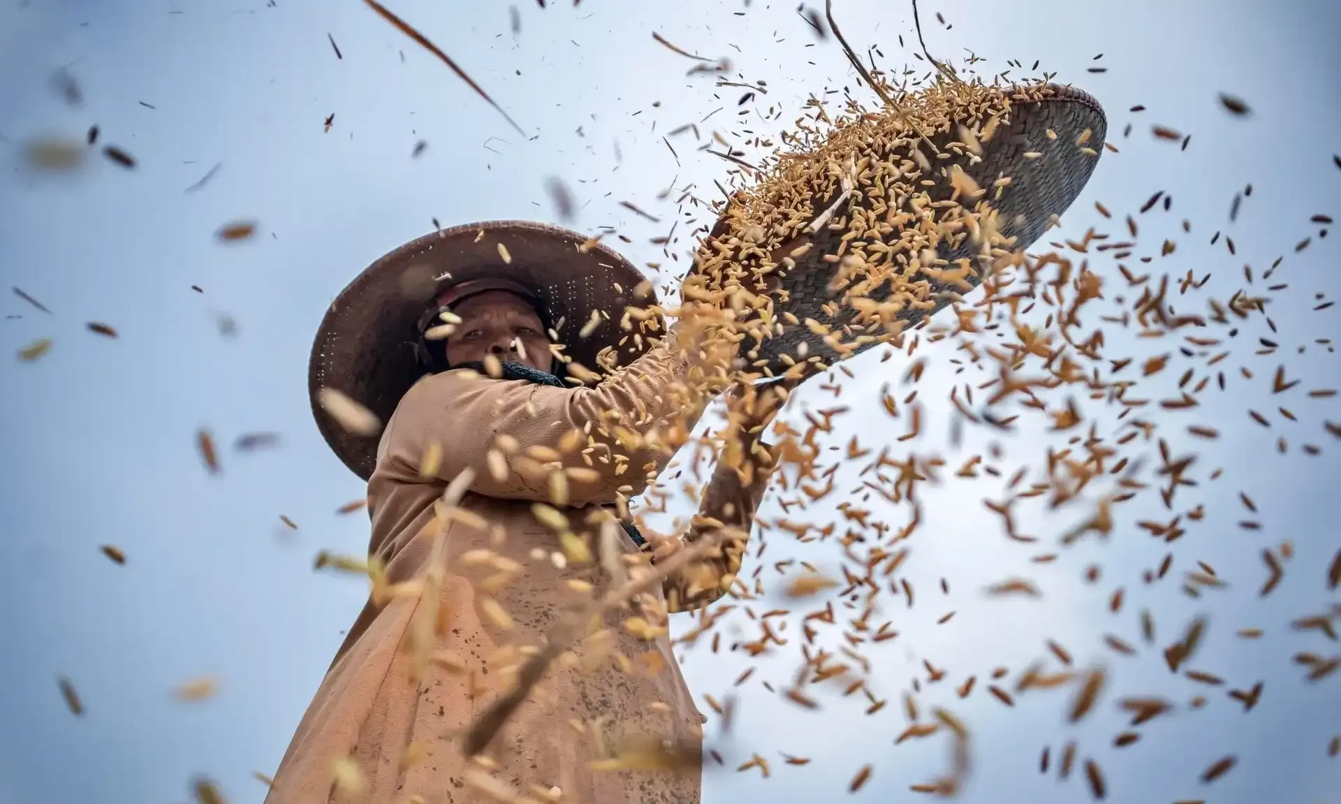 <p id="isPasted">BPS Perkirakan Luas Panen Padi Hingga Produksi Beras Januari-Agustus 2025 Naik</p>