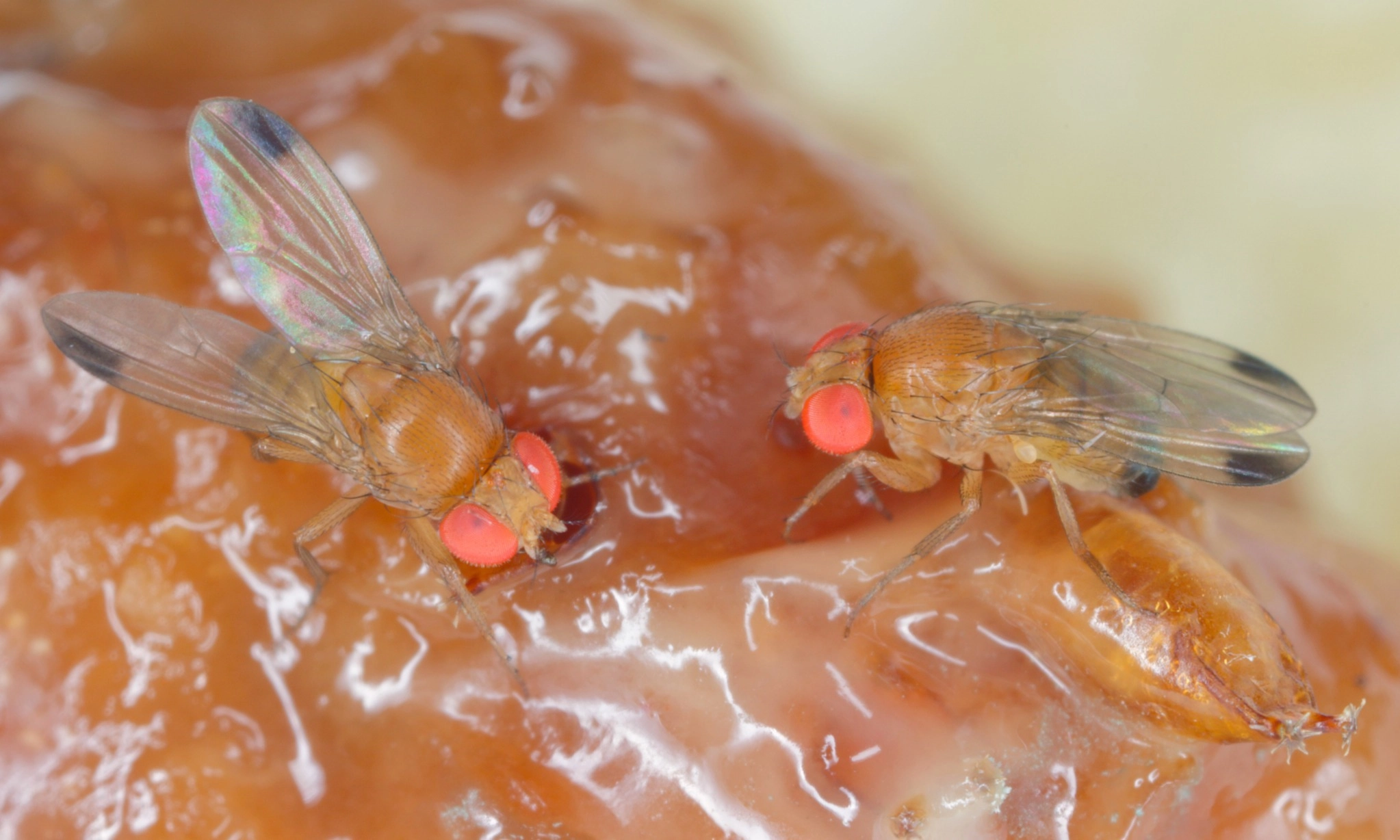 <p id="isPasted">Hewan-Hewan Yang Memiliki Kemampuan Visual Paling Hebat Di Bumi</p>