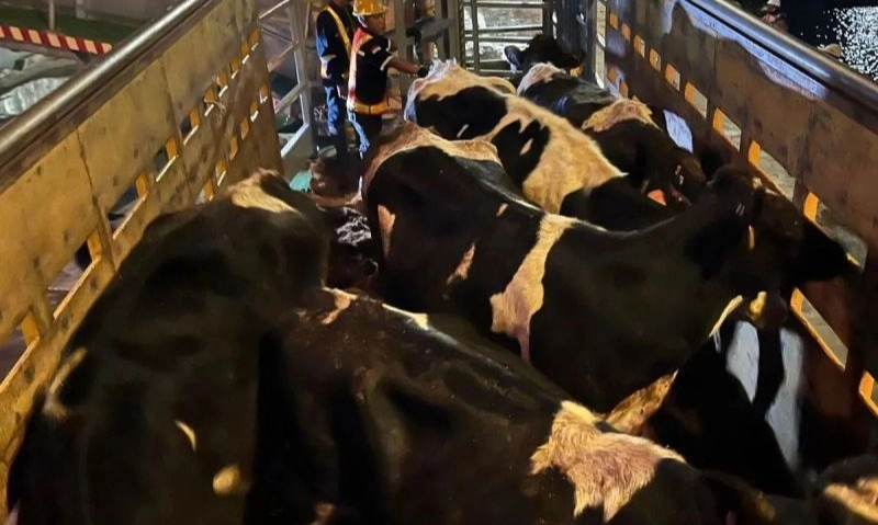 <p>Kementan: 25.097 Sapi Indukan Masuk RI Untuk Genjot Produksi Susu-Daging</p>