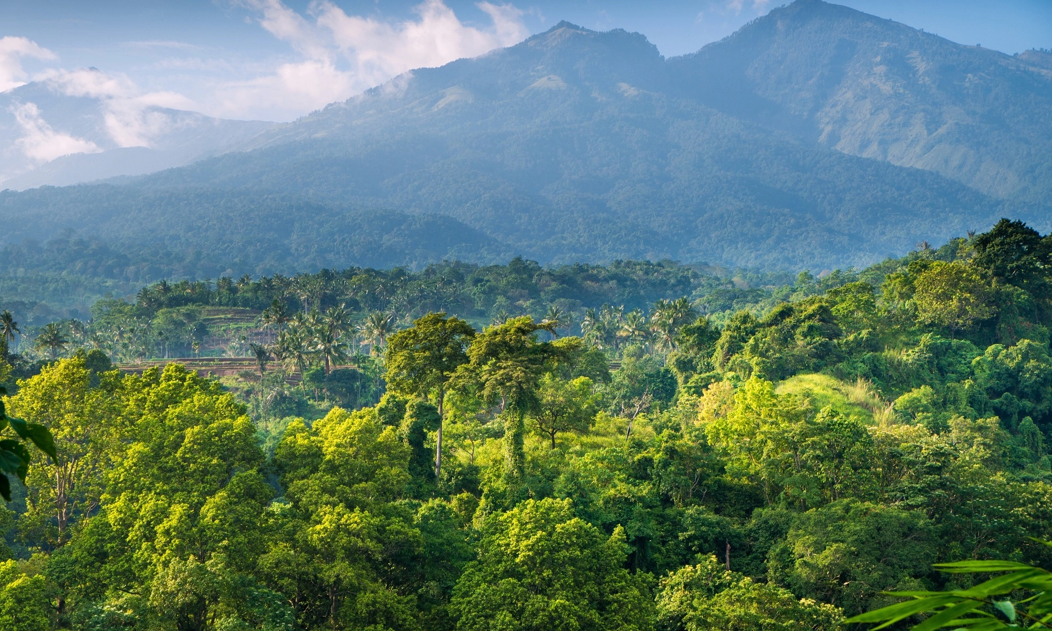 <p>Revisi UU Kehutanan Jalan Untuk Melindungi Hutan&nbsp;</p>