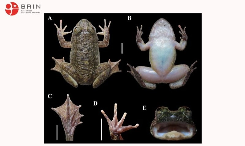 <p>Ditemukan Dua Spesies Baru Katak Bertaring Di Pegunungan Meratus</p>