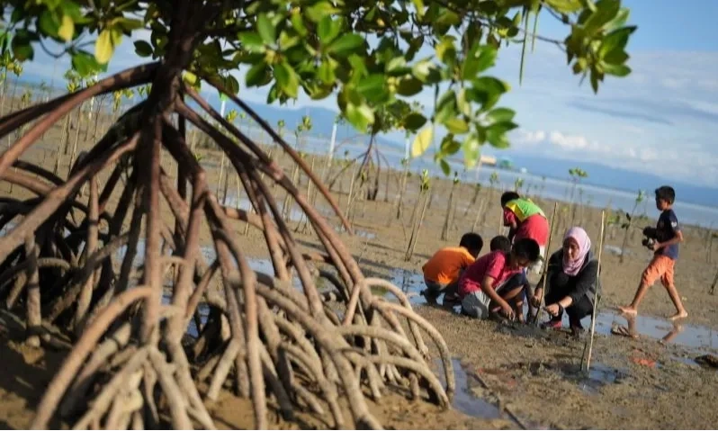 <p>Pemerintah Belum Tetapkan Target Baru Rehabilitasi Mangrove</p>