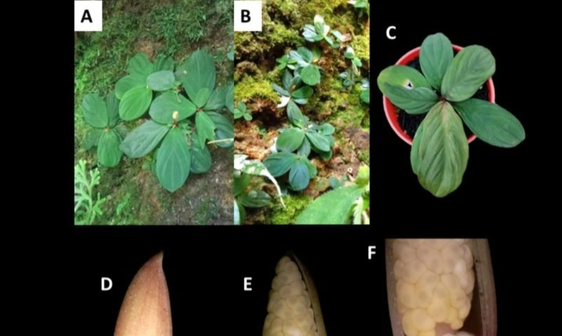 <p>Ditemukan Enam Spesies Baru Tumbuhan Endemik Indonesia</p>