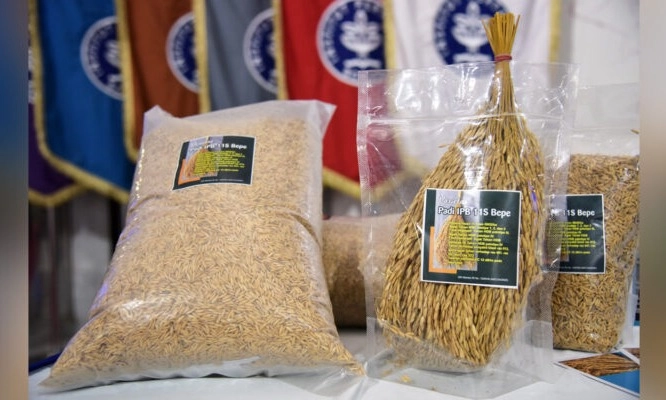 <p>IPB 11S Bepe, Varietas Padi Untuk Daerah Pantai<br id="isPasted"><br></p>