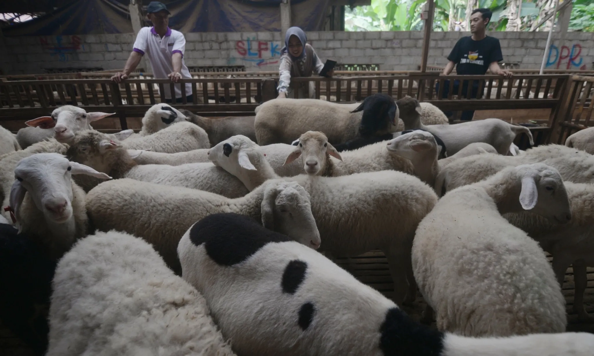 <p id="isPasted">Di 2024, Jumlah Perusahaan Peternakan Bertambah 72&nbsp;</p>