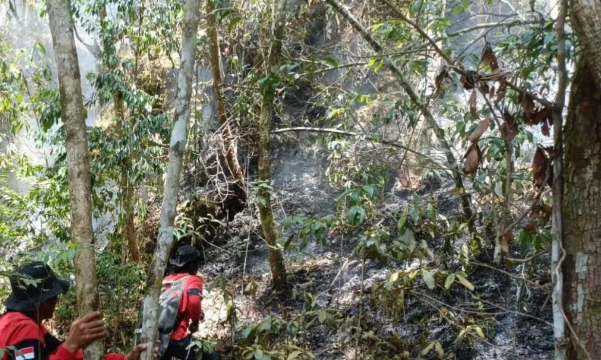 <p>BNPB Sorot 4.400 Hektare Karhutla Di Sumut</p>