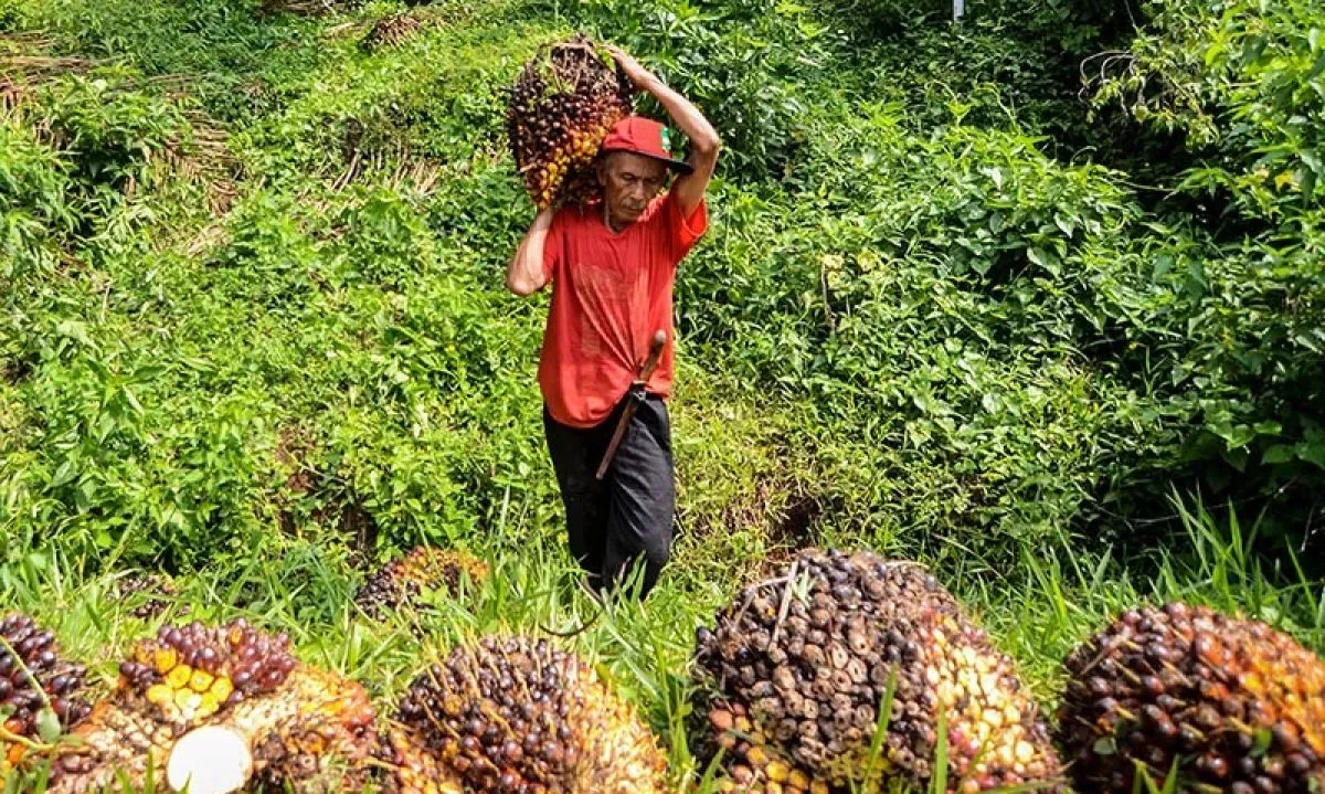 <p>Harga CPO Agustus Naik 3,76% Terpicu Permintaan India dan China</p>