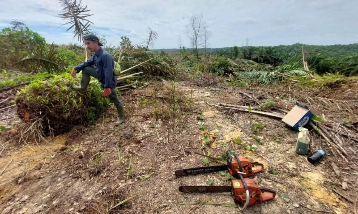 <p>Kemenhut Musnahkan Sawit di Tesso Nilo</p>