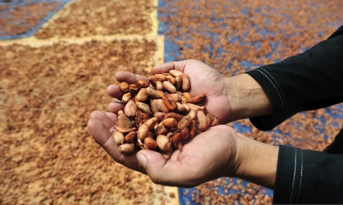 <p id="isPasted">Dukung Industri, Kemenperin Pacu Produksi Kakao</p>