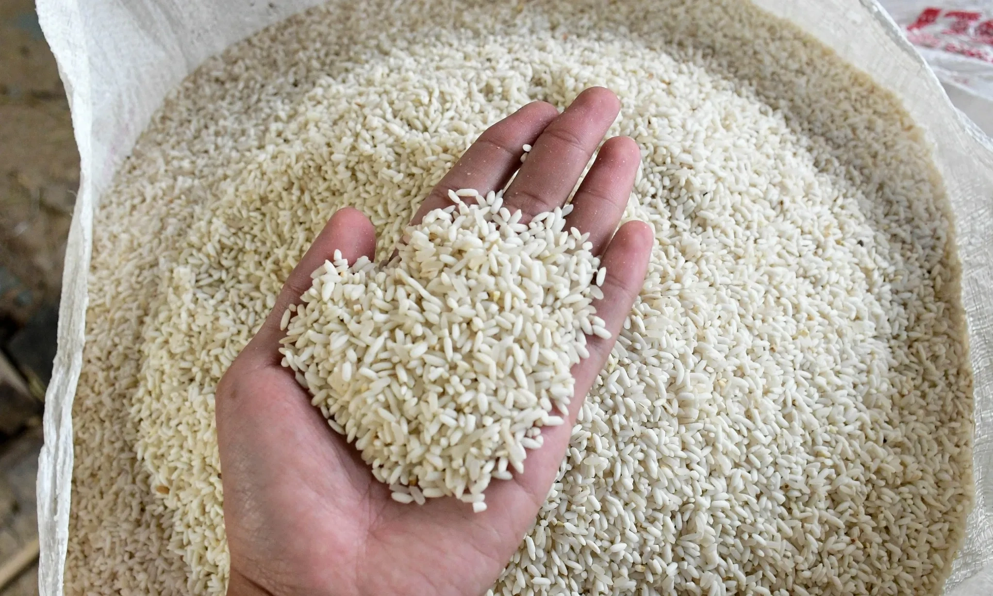 <p>Padi Lokal, Riwayatmu Kini</p>