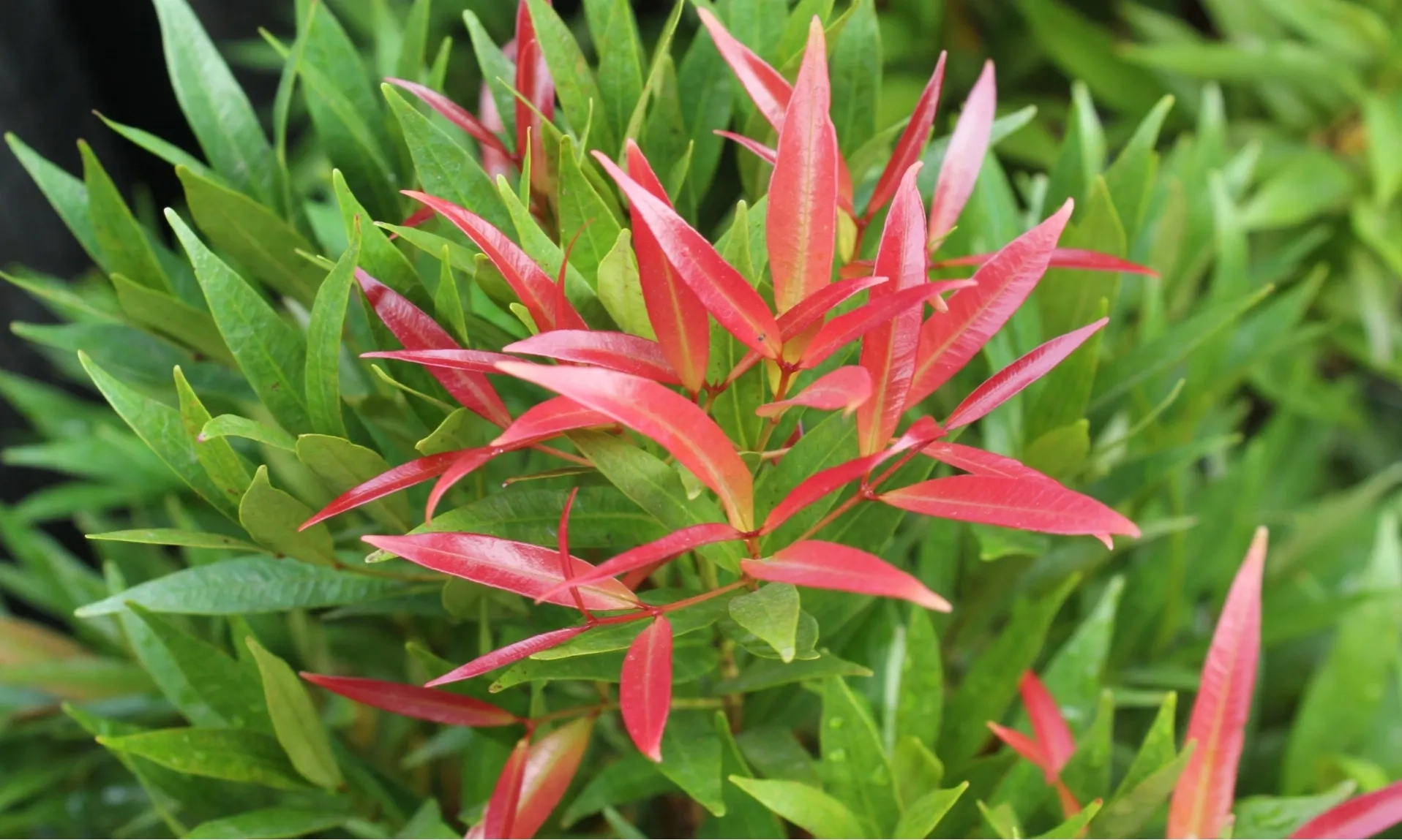 <p>Anti Oksidan Daun Pucuk Merah Setara Dengan Vitamin C&nbsp;</p>