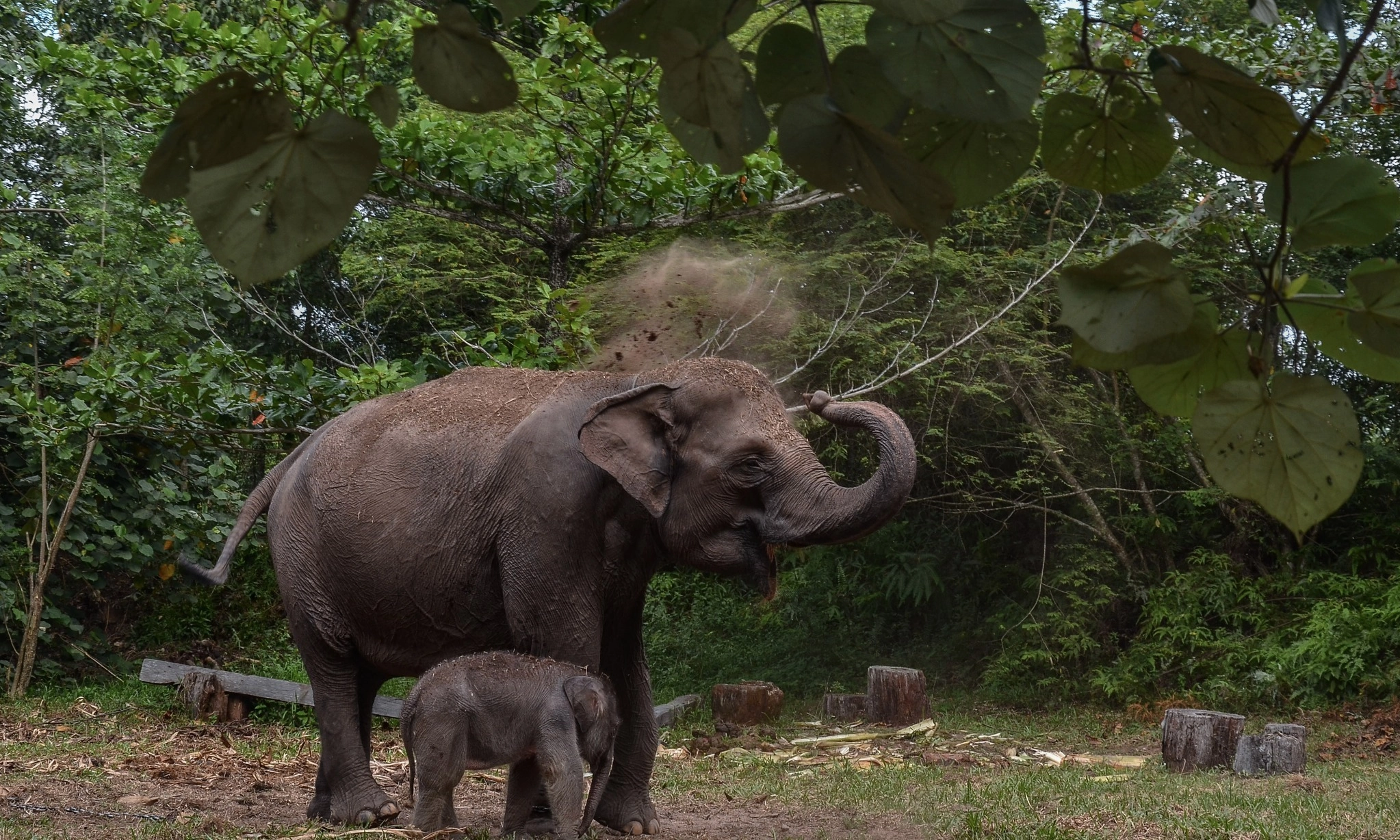 <p>Rayakan Hari Gajah Dengan Mengunjungi Kawasan Wisata Gajah</p>