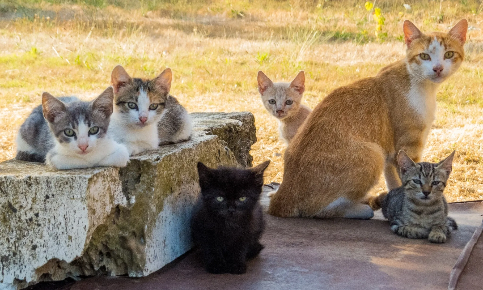<p>Dampak Melepasliarkan Kucing, Dari Overpopulasi Hingga Zoonosis</p>