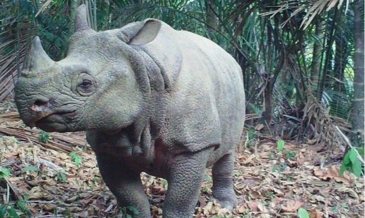 <p>Hanya Indonesia Mampu Mengonservasi Badak Jawa</p>