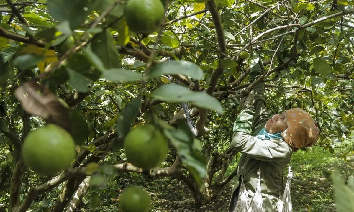 <p>Manfaat Daun Jambu Biji Untuk Redakan Diare</p>