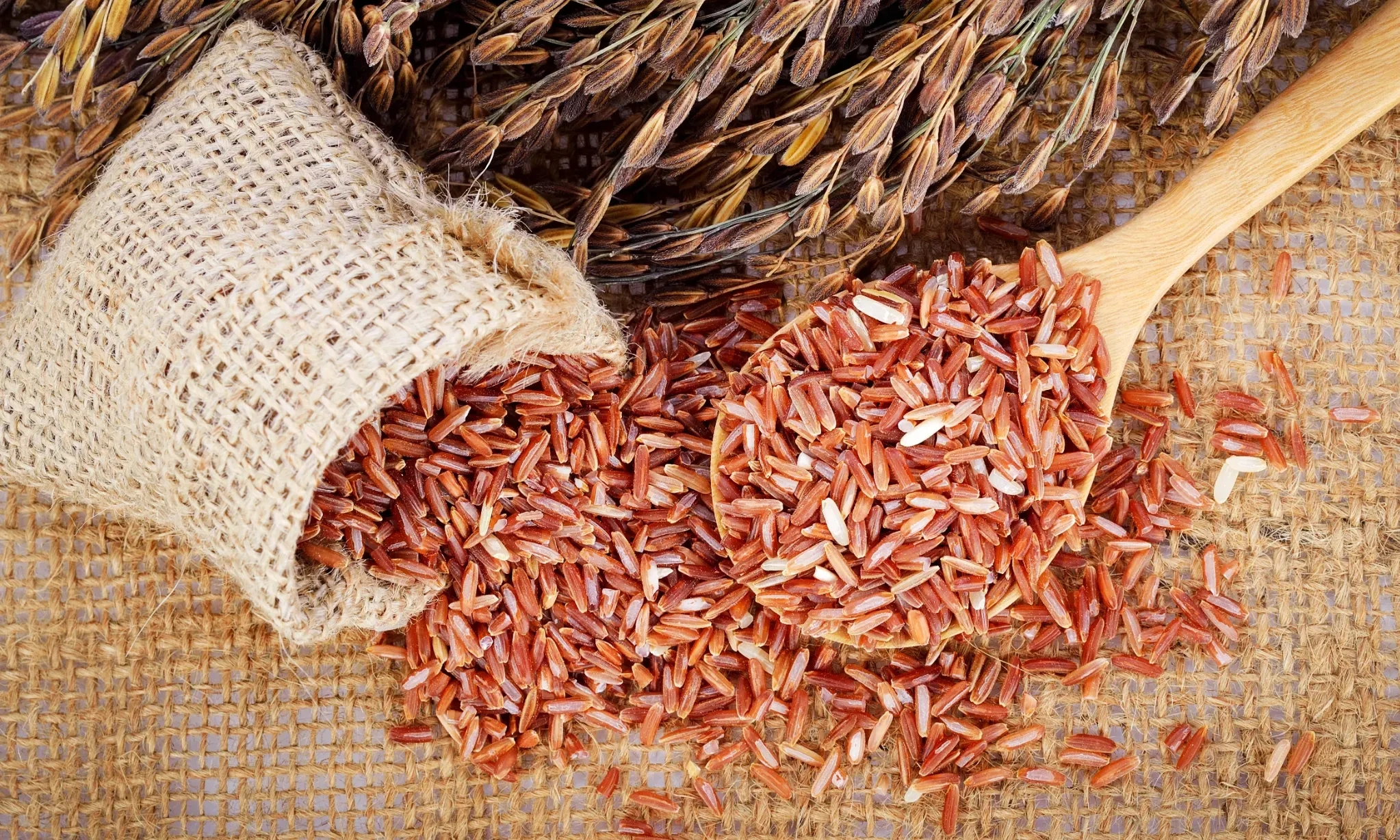 <p>BRIN Riset Diversifikasi Pangam Dari Beras Warna</p>