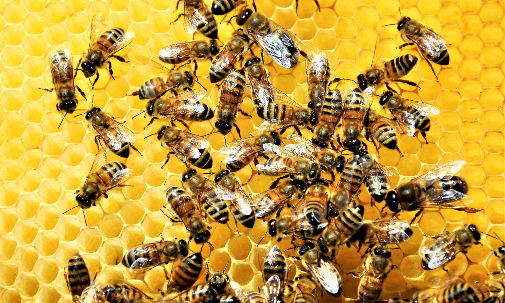 <p>Lebah Madu, Detektor Alami Kesehatan Lingkungan</p>