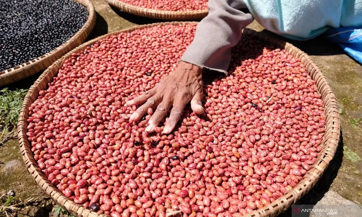 <p>Manfaat Konsumsi Kacang Merah Untuk Pencernaan</p>