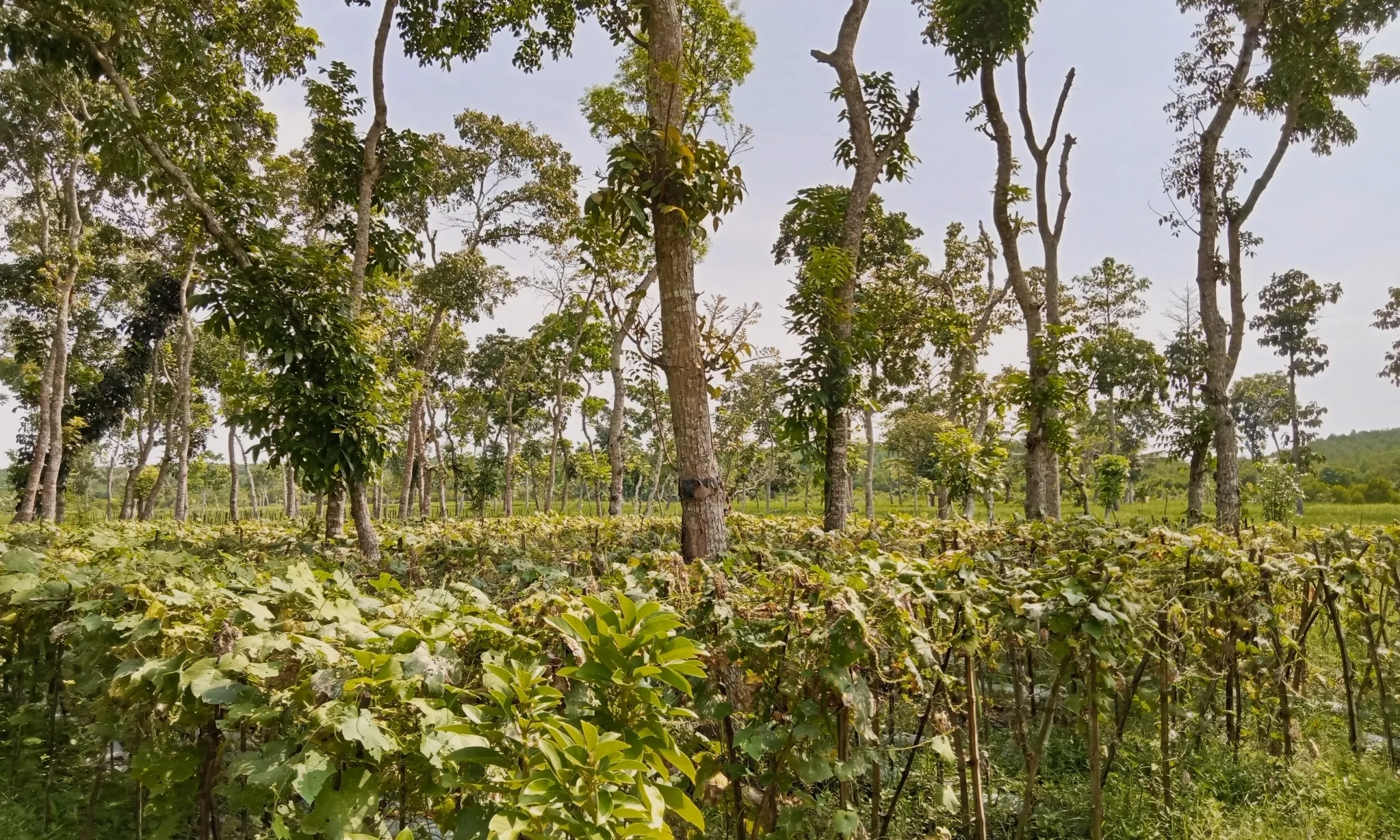 <p>Agrofoirestri Di Perhutanan Sosial Bisa Hilangkan Ketergantungan Impor</p>