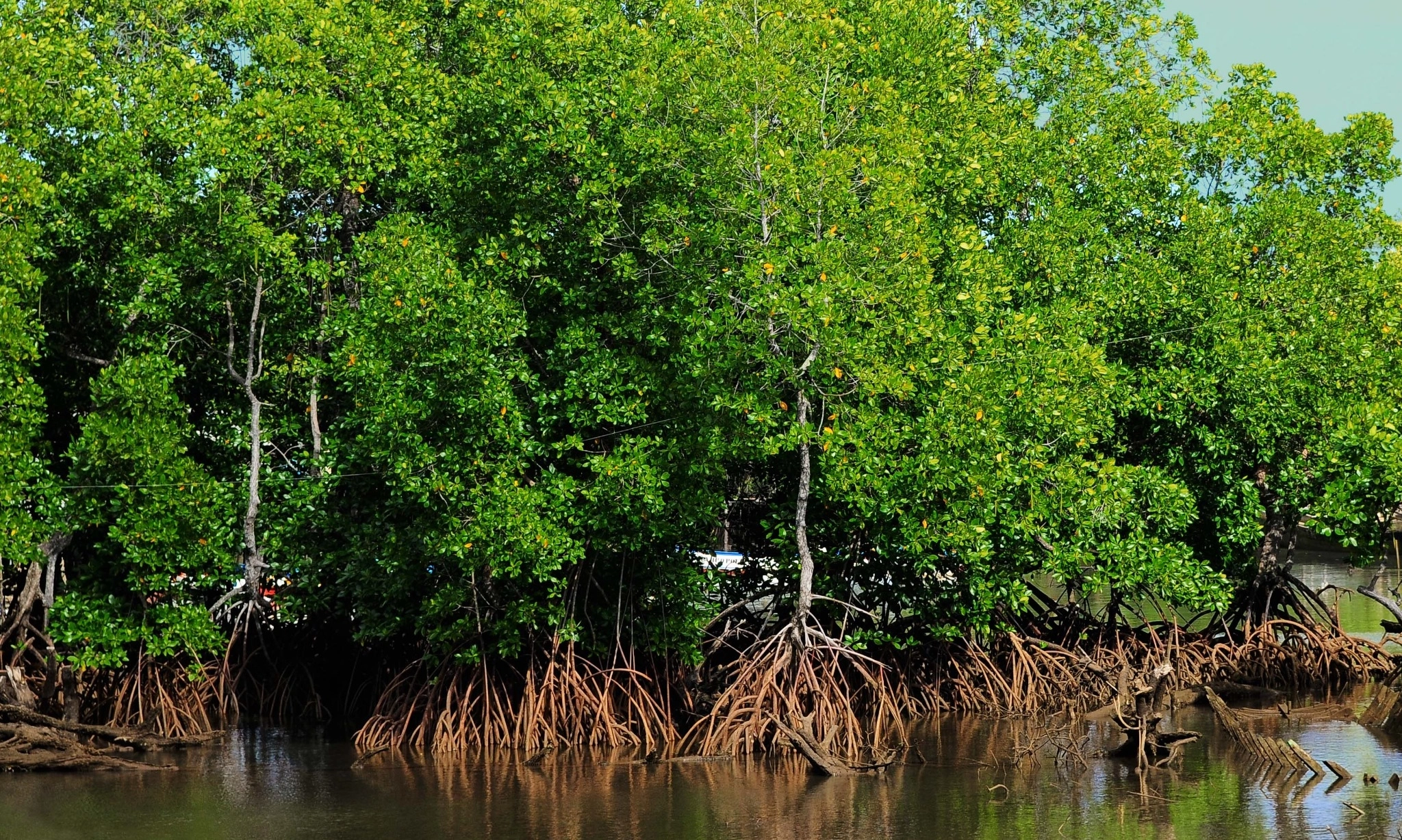 <p>Upaya Menjaga Iklim Dan Mendorong Ekonomi Dengan Perdagangan Karbon</p>