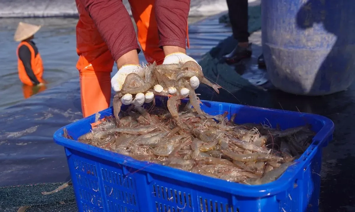 <p>Mendag Gelar Investigasi Klaim AS Soal Udang RI Terpapar Zat Radioaktif</p>