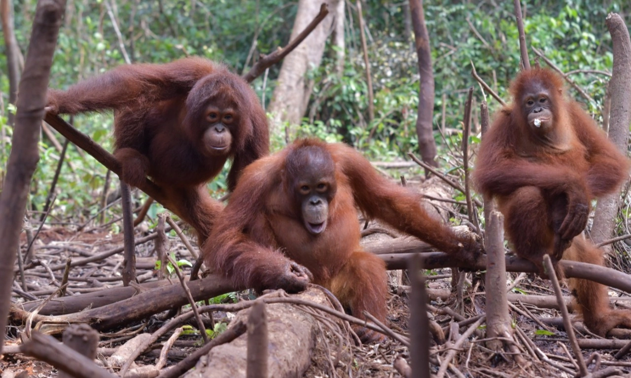 <p id="isPasted">Memahami Peran Penting Orangutan Bagi Kehidupan</p>