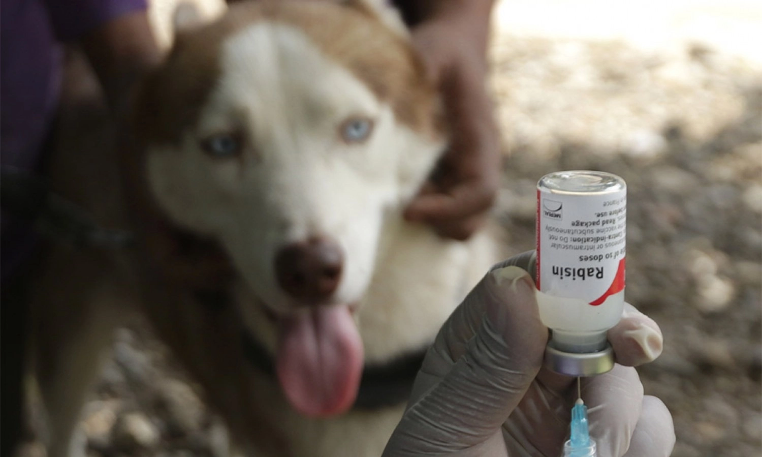 <p>Gubernur NTT Minta Pembatasan Ketat Pergerakan Hewan Rabies Di 15 Kabupaten&nbsp;</p>