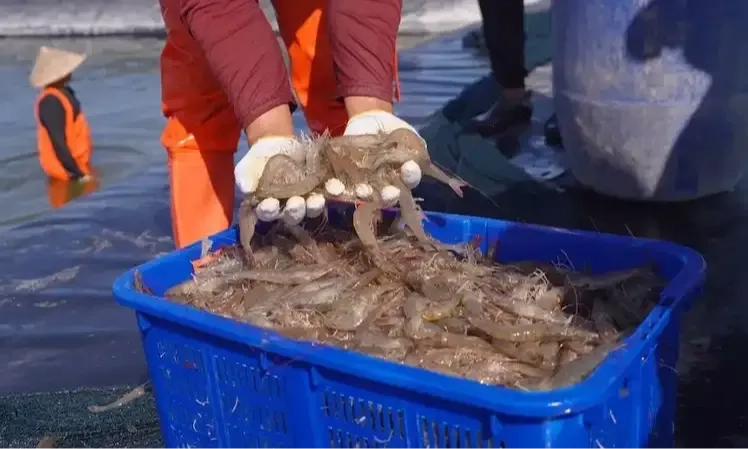 <p id="isPasted">Udang Indonesia Diduga Terpapar Zat Bahaya, Mendag Tak Ingin Ini Terulang</p>