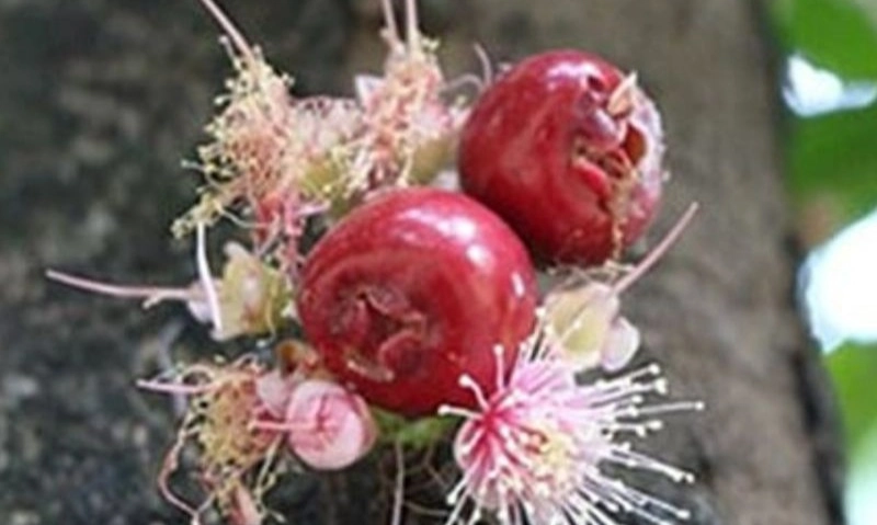 <p>Peneliti ITB-BRIN Temukan Spesies Baru Tumbuhan Endemik Sultra</p>