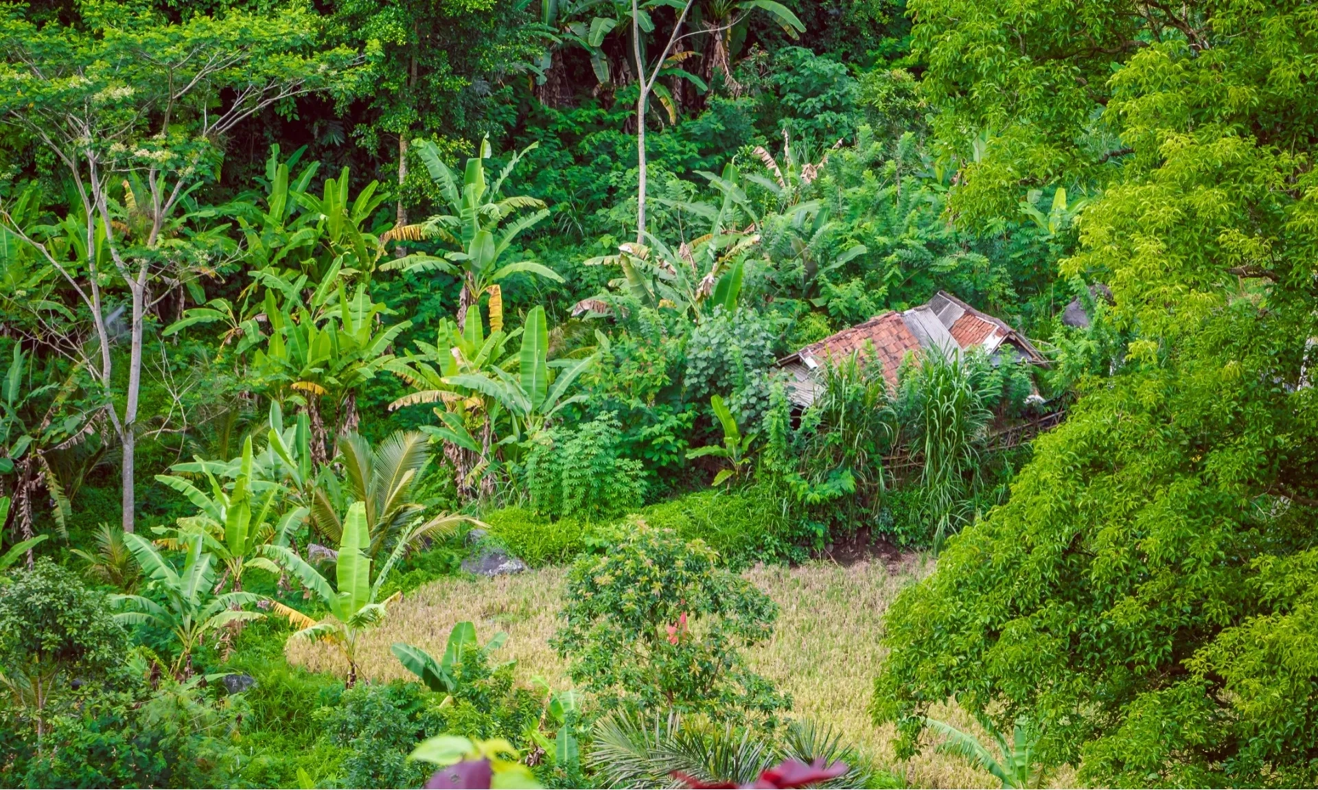 <p id="isPasted">Kelekak, Praktik Arif Pemanfaatan Hutan Masyarakat Bangka Belitung</p>