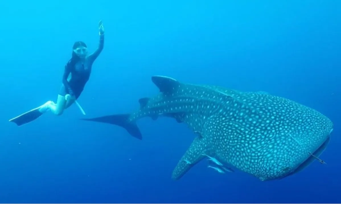 <p>Pengembangan Kawasan Samota Diyakini Tak Ganggu Ekosistem Hiu Paus&nbsp;</p>