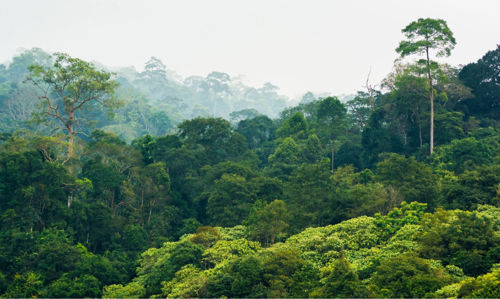 <p>Satgas PKH Kuasai 3,31 Juta Ha Lahan Sawit Ilegal</p>