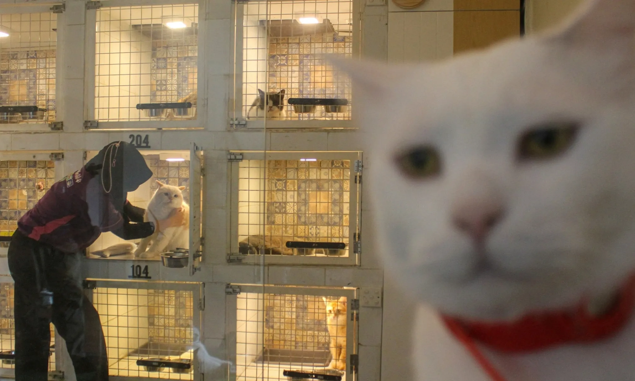 <p><em>Pawrents</em>, Kenali Tanda-Tanda Kucing Cacingan</p>