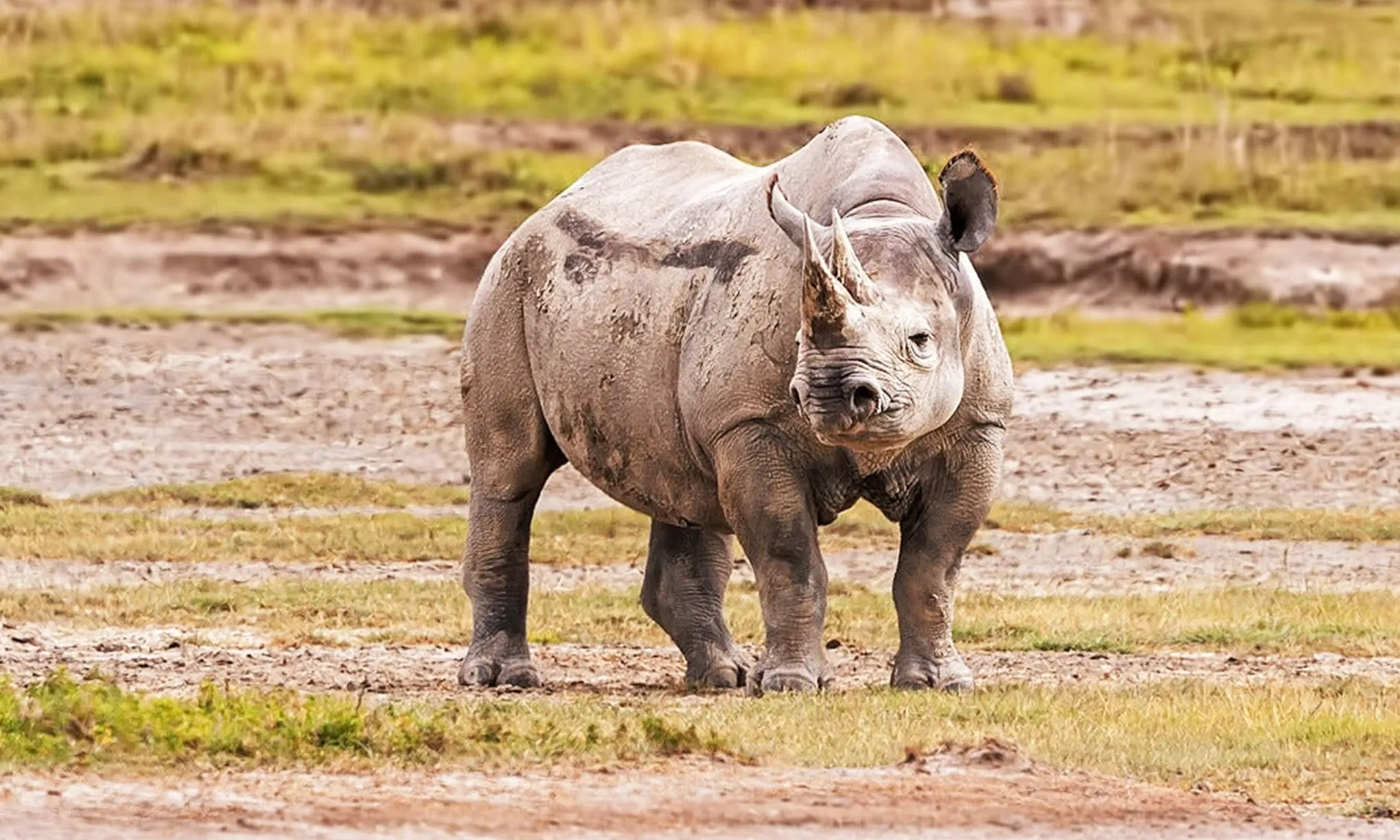 <p>Lokasi Translokasi Badak Jawa Dijaga Ketat 24 Jam</p>
