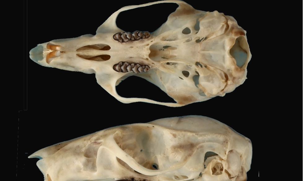 <p id="isPasted">BRIN Temukan Spesies Baru Tikus Hutan Endemik Sulawesi</p>