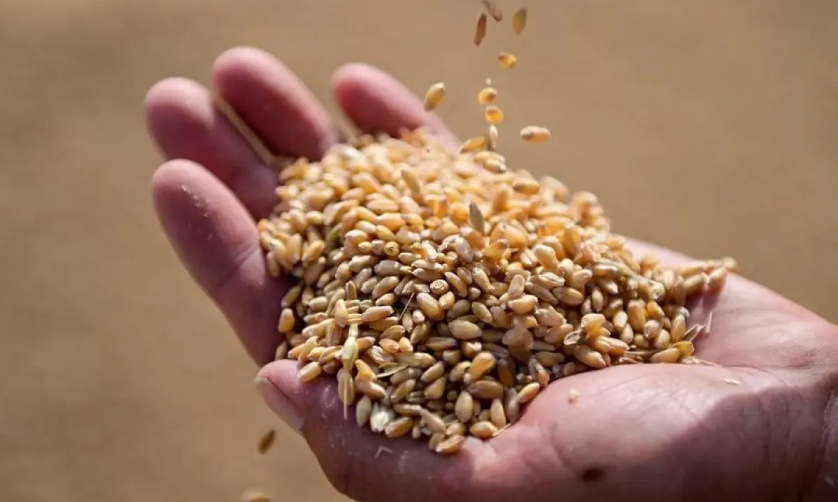 <p>Tekan Impor, Kementan Ingin RI Produksi Gandum 3 Ribu Ton</p>