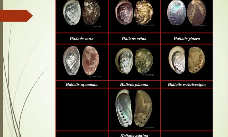 <p>Abalone, Kerang Dengan Beragam Nutrisi</p>