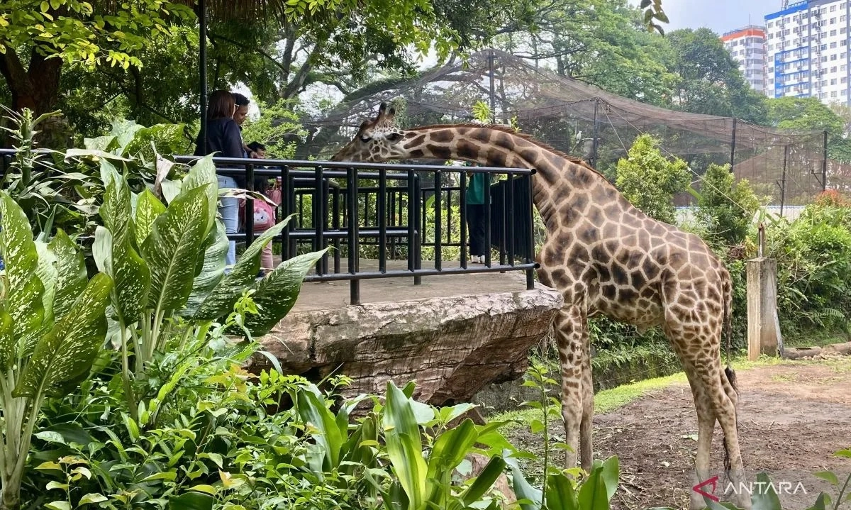<p>Walikota Minta Kejati Jabar Hadapi Gugatan Bandung Zoo</p>