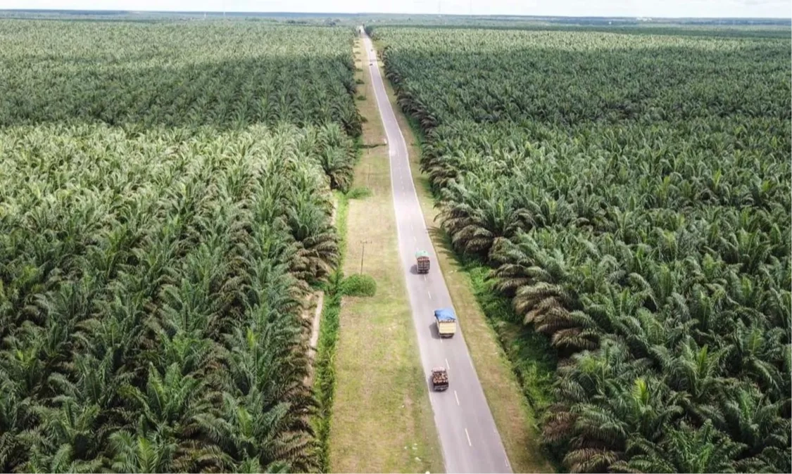 <p>84 RIbu Ha Lahan Sawit Ada di Kawasan Hutan</p>